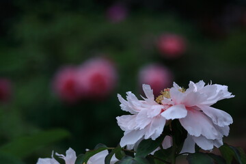 女性らしさを感じる花