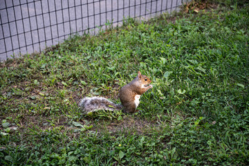 squirrel in the park