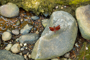 A red dragonfly perched on a grey rock among the river rocks.