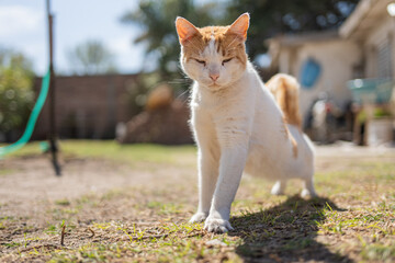 Beautiful kitty