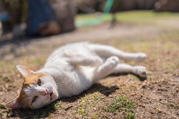 Beautiful kitty