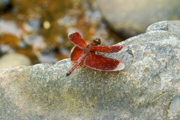 close up of a red dragonfly perched on a rock.