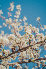 Branches of a flowering tree are densely covered in delicate white blossoms, creating a beautiful natural display against a bright, clear blue sky.