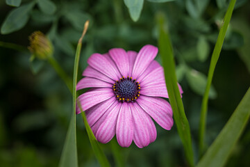 Obraz premium pink cosmos flower