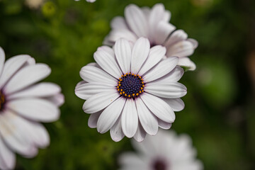 Fototapeta premium white cosmos flower