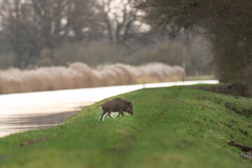 Drückjagd, Schwarzwild im Wasser 