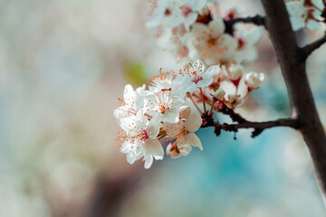 A stunning close-up focuses on a cluster of delicate white blossoms on a branch. The intricate details of the petals