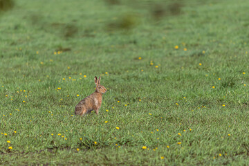 Feldhase in der Wiese