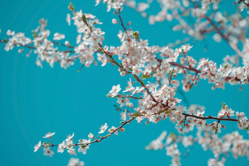 Branches heavily laden with a profusion of delicate white blossoms are beautifully framed against a bright, clear blue sky