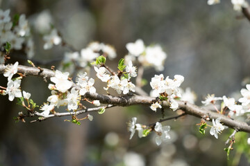 A close-up view showcases branches of a flowering tree densely covered in delicate white blossoms, interspersed with fresh green leaves beginning to emerge.