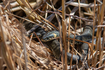 The grass snake family (Natrix natrix) in sunlight
