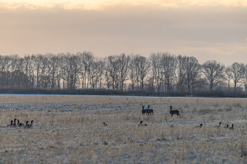 Rehwild in Winterlandschaft