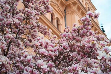 A close-up view reveals a tree profusely covered in large, delicate pink and white magnolia blossoms