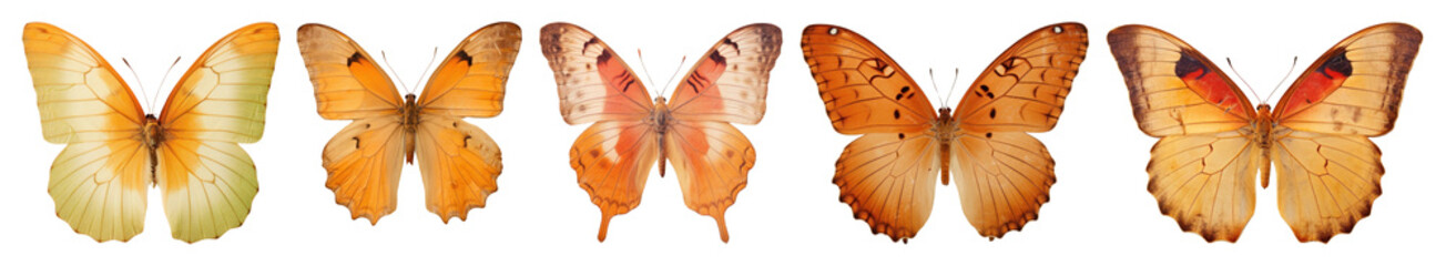 Naklejka premium PNG Vibrant orange butterflies aligned beautifully, element set on transparent background