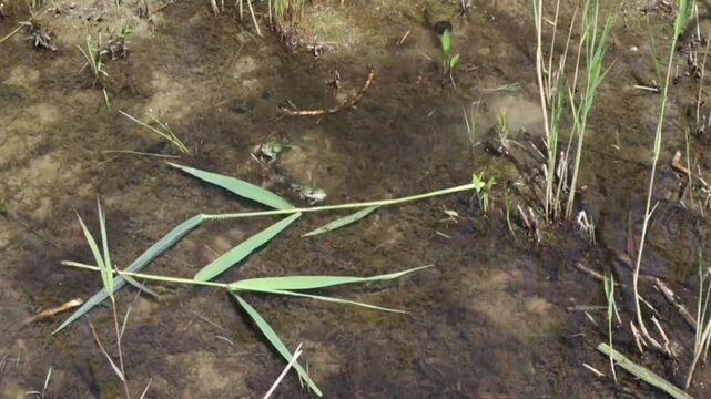 In der Paarungszeit wird der Teich lebendig: Fr&ouml;sche quaken lautstark, balzen um Partner und sammeln sich im Wasser. Ein faszinierendes Naturschauspiel voller Energie und Lebensfreude.