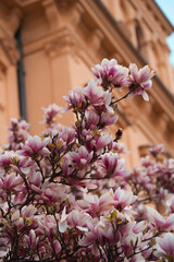 Numerous delicate pink and white magnolia blossoms densely fill the foreground, creating a...