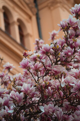 Numerous delicate pink and white magnolia blossoms densely fill the foreground, creating a...
