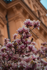 Numerous delicate pink and white magnolia blossoms densely fill the foreground, creating a...