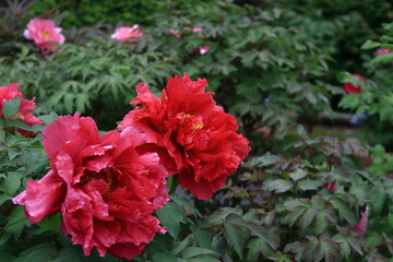 女性らしさを感じる花