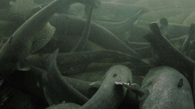 An exceptional and rare scene shows a massive gathering of wels catfish &ndash; Silurus glanis &ndash; in a French river, their bodies intertwined and overlapping in dense contact.