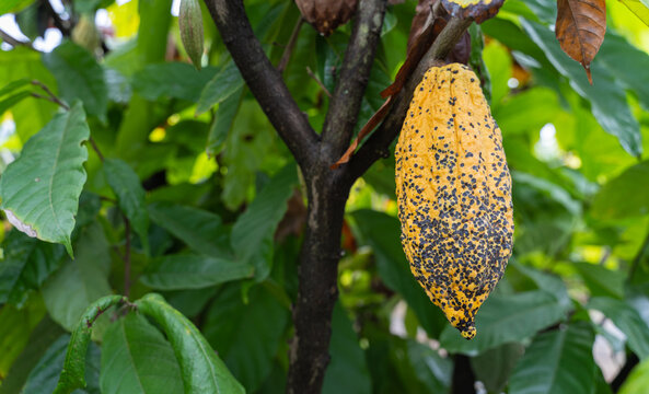 cocoa cacao tree plant fruit plantation ecuador rainforest seed forest cocoa fruit in the tree red variety is considered to be the best shot in ecuadorian jungle cocoa cacao tree plant fruit plantatio