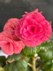 Close up of pink flowers.