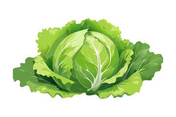 レタスのイラスト