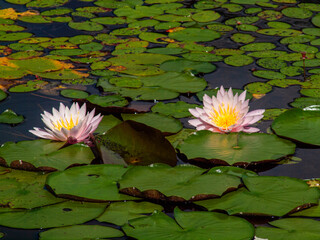 pink water lilies