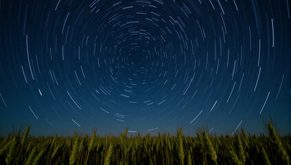 wheat field at night