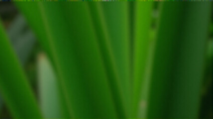 green grass background