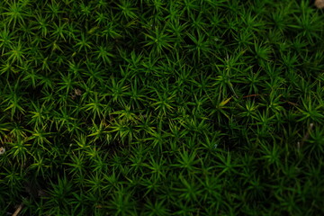 close-up drawing of natural moss