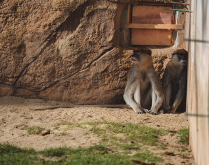 Two patas monkeys sitting huddled together in the corner