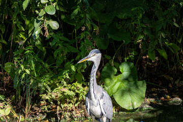 Grey Heron at the pond bank – Birdwatching in nature