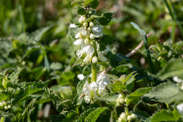 Blooming White Dead-nettle in spring – Medicinal plant