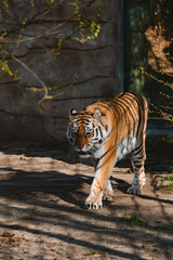 A powerful tiger walks directly towards the viewer in an outdoor enclosure, bathed in warm sunlight that highlights its striking orange and black striped coat