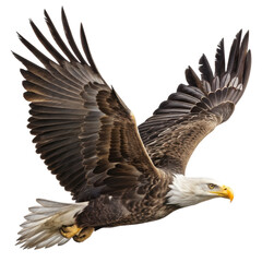 Soaring eagle with spread wings flying powerfully in sky, showing wild freedom and strength