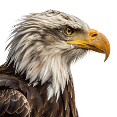 Obraz premium Bald eagle head closeup with sharp beak and intense eye expression