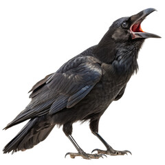 Black crow with open beak standing and calling with detailed feathers and claws