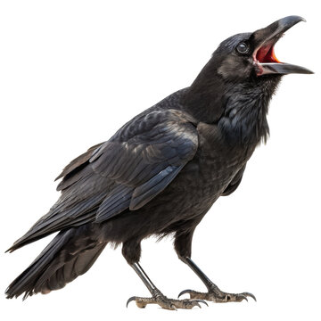 Black crow with open beak standing and calling with detailed feathers and claws