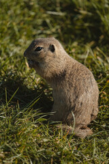 A small ground squirrel sits upright on its haunches amidst a sunlit field of tall green grass. Its speckled brown fur stands out against the verdant background