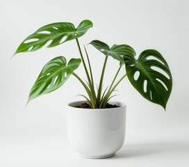 Single Potted Plant