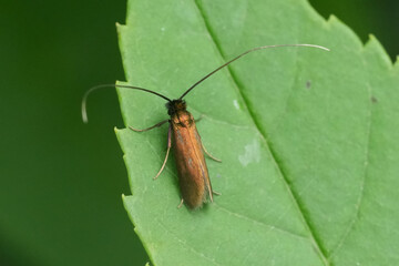 Closeup on a meadow long-horn moth, Cauchas rufimitrella , sitting on a green leaf
