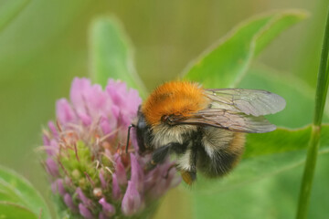 Close-up of a Brown banded bumblebee, Bombus pascuorum collecting nectar from a pink clover flower,