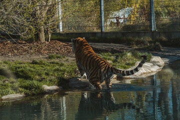 A powerful tiger stands with its back to the camera, on the edge of a calm body of water. Its...