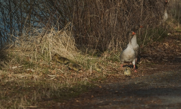 An adult goose stands near a body of water, surrounded by a group of fluffy yellow goslings who are foraging in the dry grass and dirt - Powered by Adobe