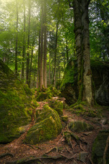 Footpath in the woods, european forest