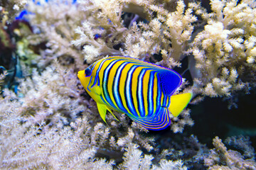 Royal angel, or pygoplite, or royal angelfish (Latin Pygoplites diacanthus) on the background of...