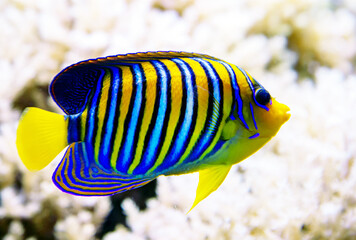 Royal angel, or pygoplite, or royal angelfish (Latin Pygoplites diacanthus) on the background of...