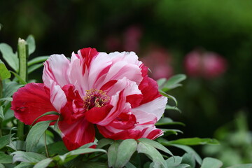 女性らしさを感じる花