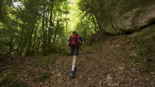 Hiker advancing through wooded terrain between tall trees in Badain, Ainsa, mountain path at sunrise in the Aragonese Pyrenees, tranquility and wild nature in 4K video